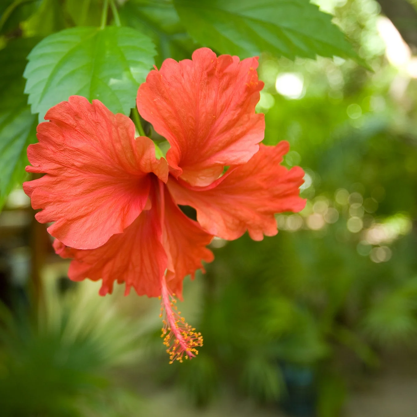 Flower_1.jpg