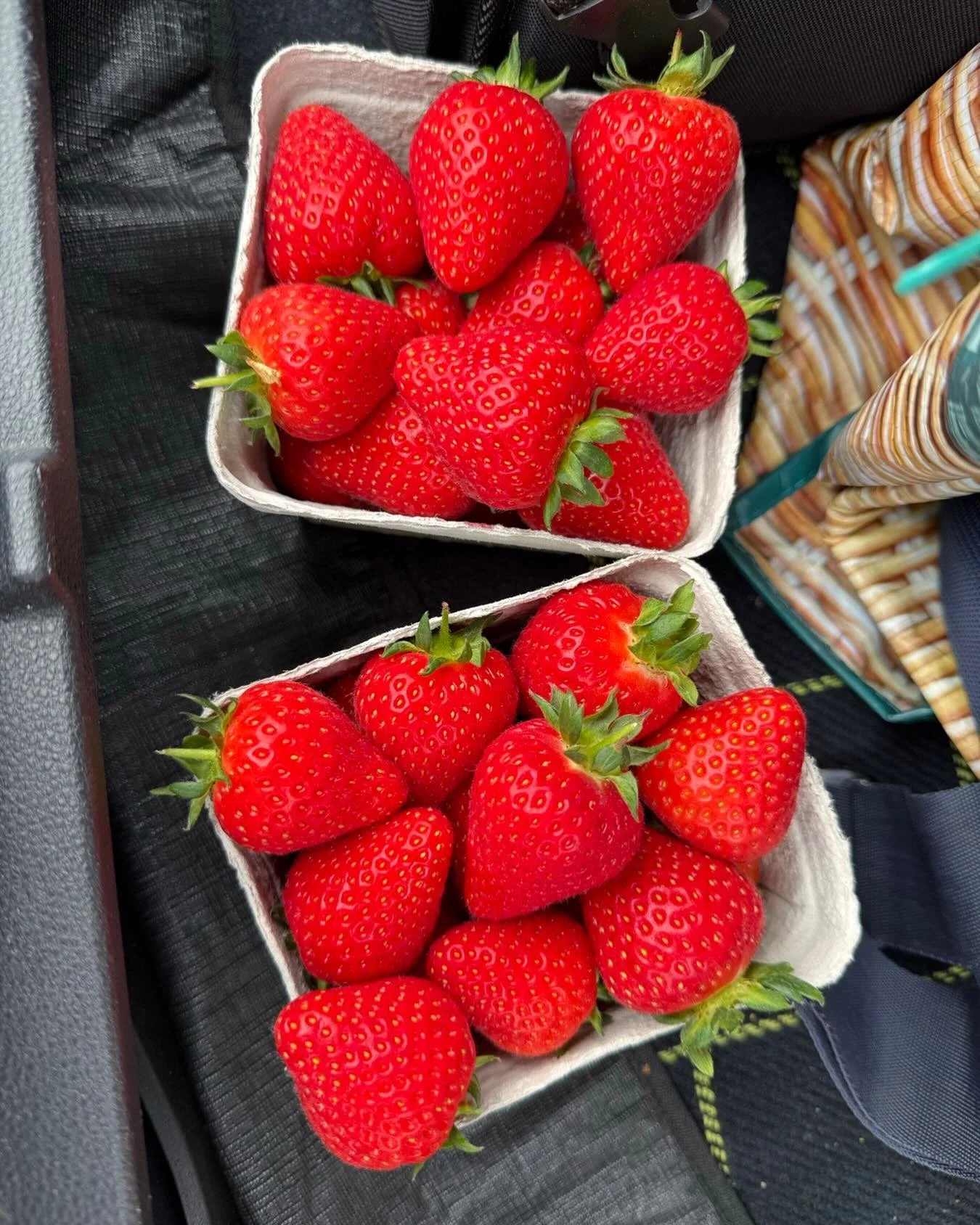 Strawberry season @clarkesfreshfruit in Stamullen