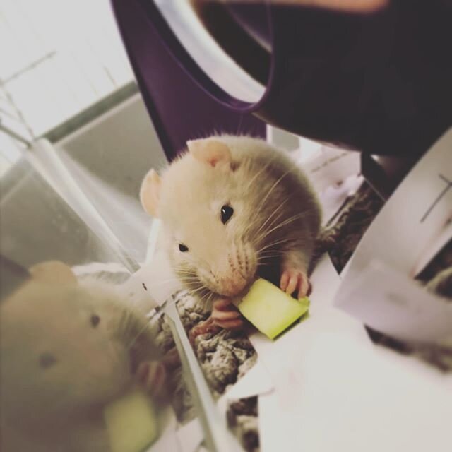 Meet Bon &amp; Marcus - the cutest little rats ever