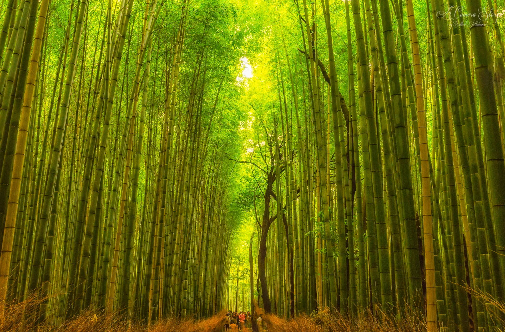 Japan-7.jpg