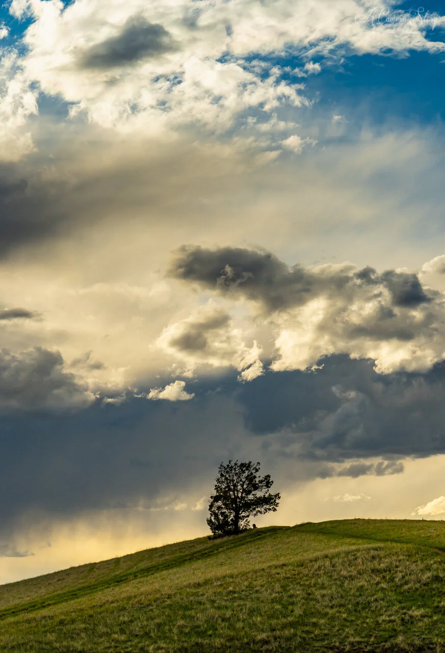 The Lonely Tree — A Camera Story