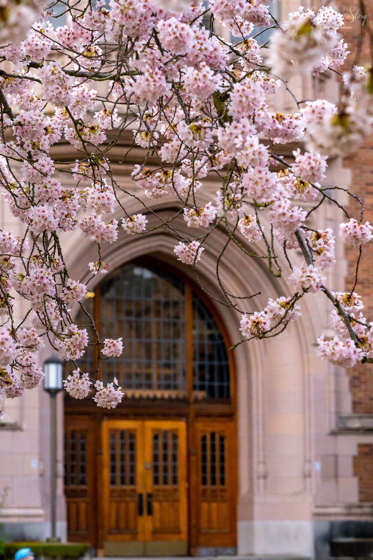The Cherries at Spring-1.jpg