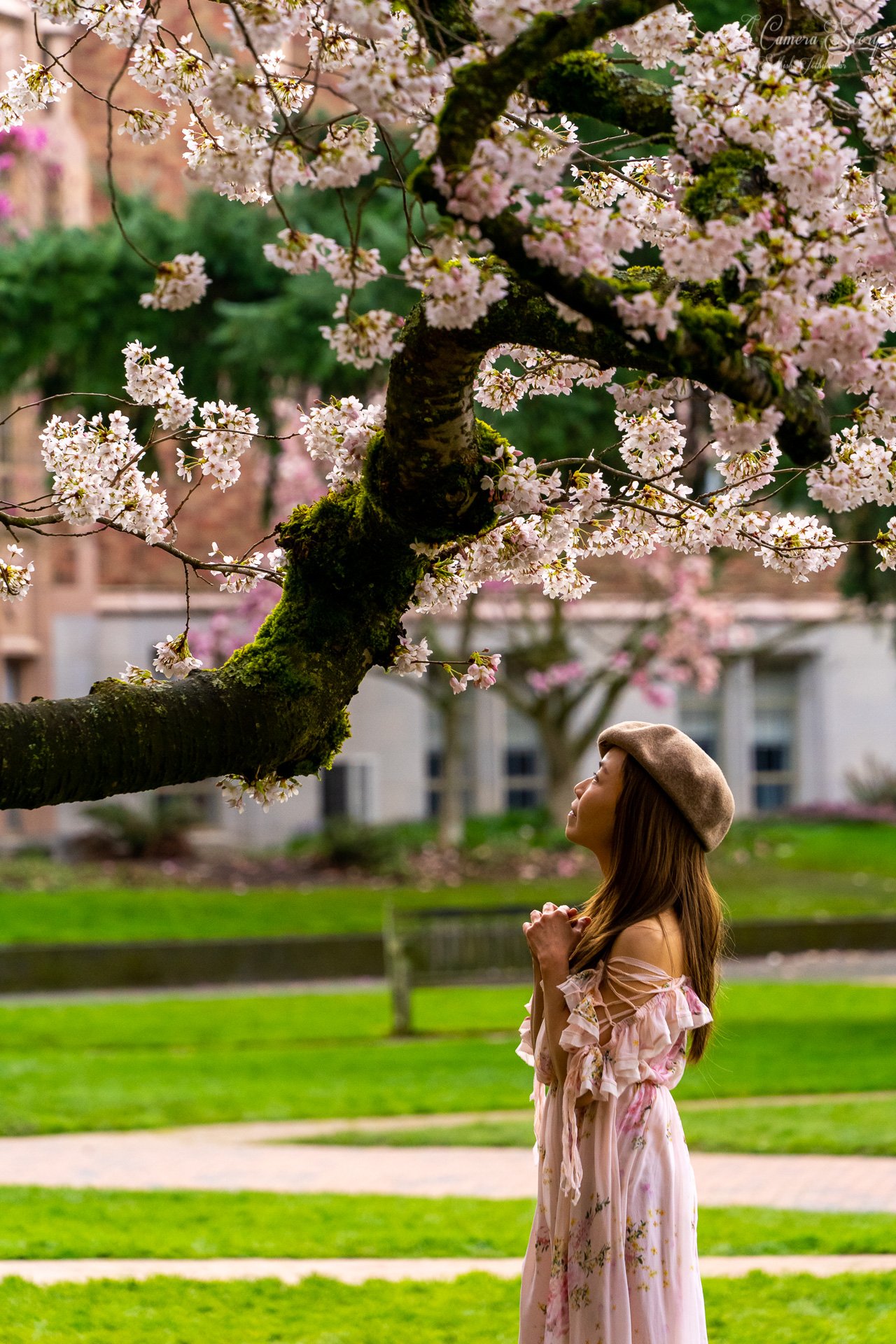 The Cherries at Spring-2.jpg