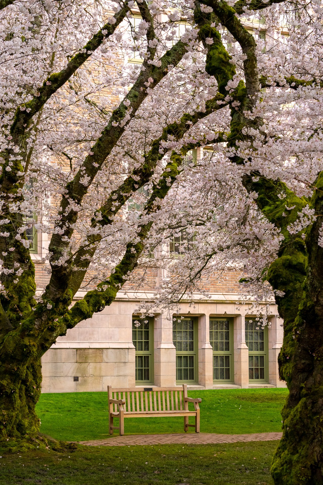 The Cherries at Spring-3.jpg