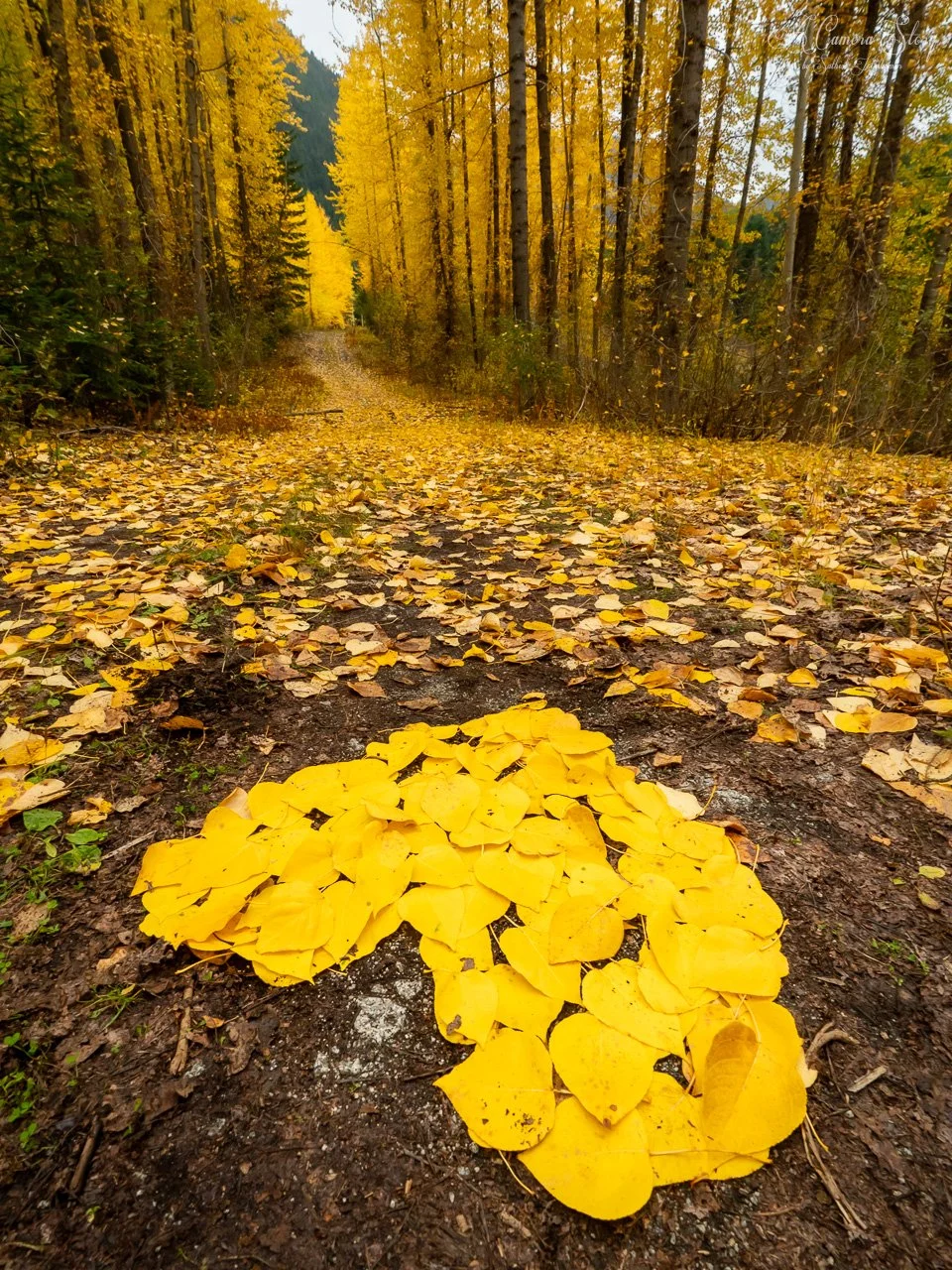 Fall bonanza-1.jpg