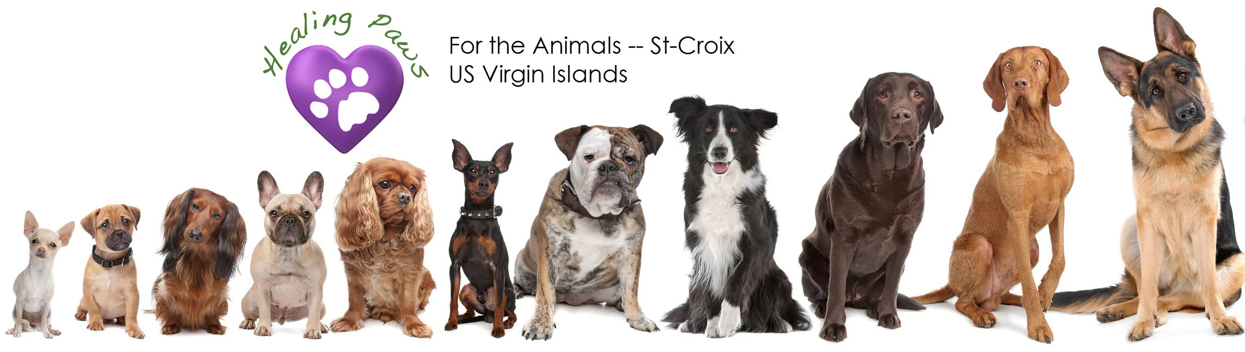 dog-lineup_half_logo.jpg