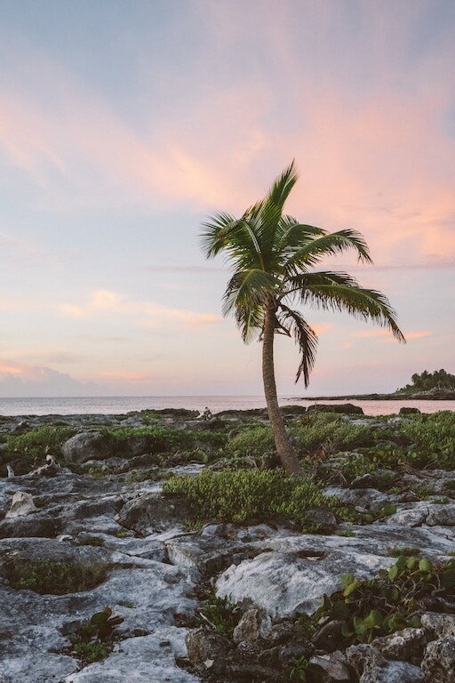 palm tree on a beach.

