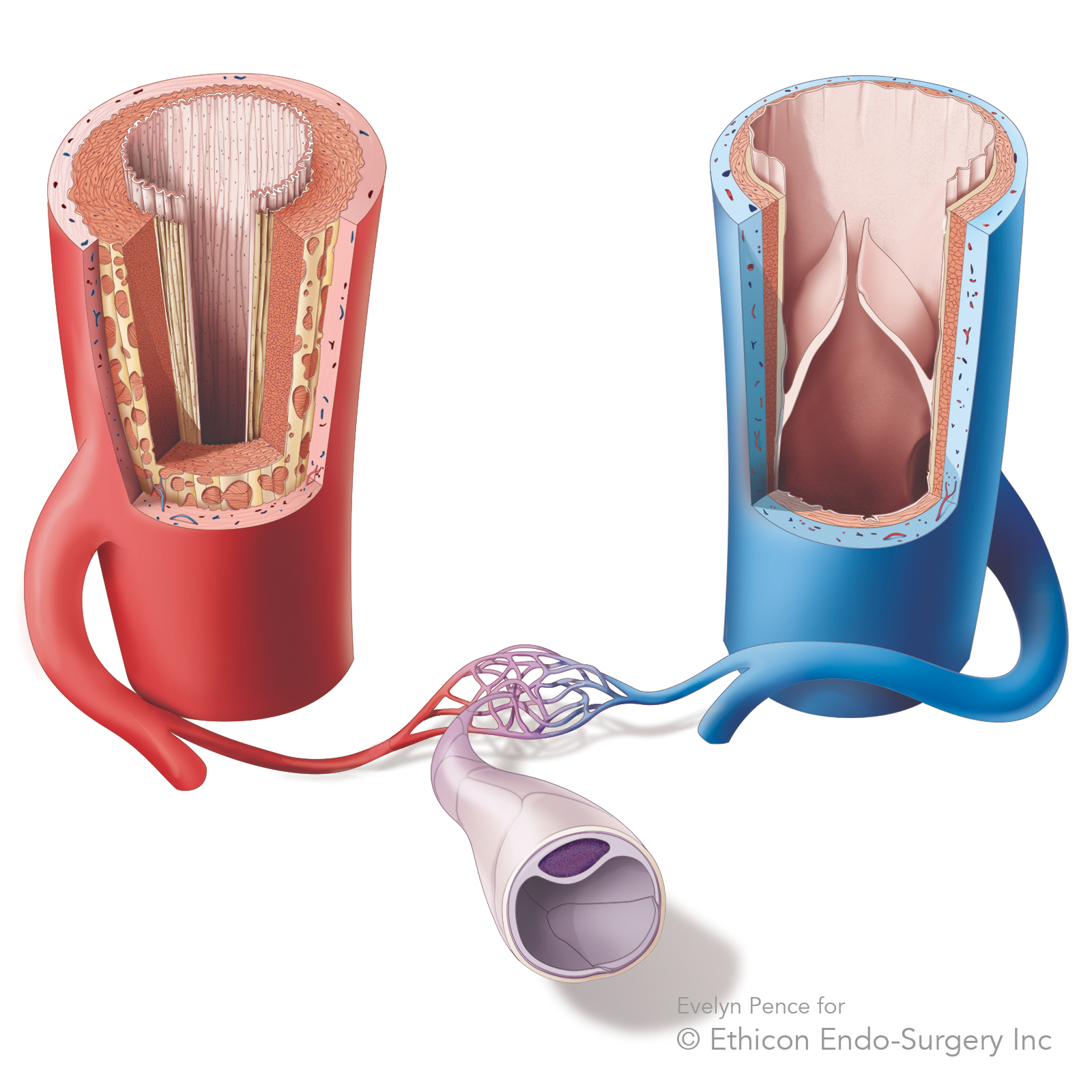 Difference bewteen artery and vein