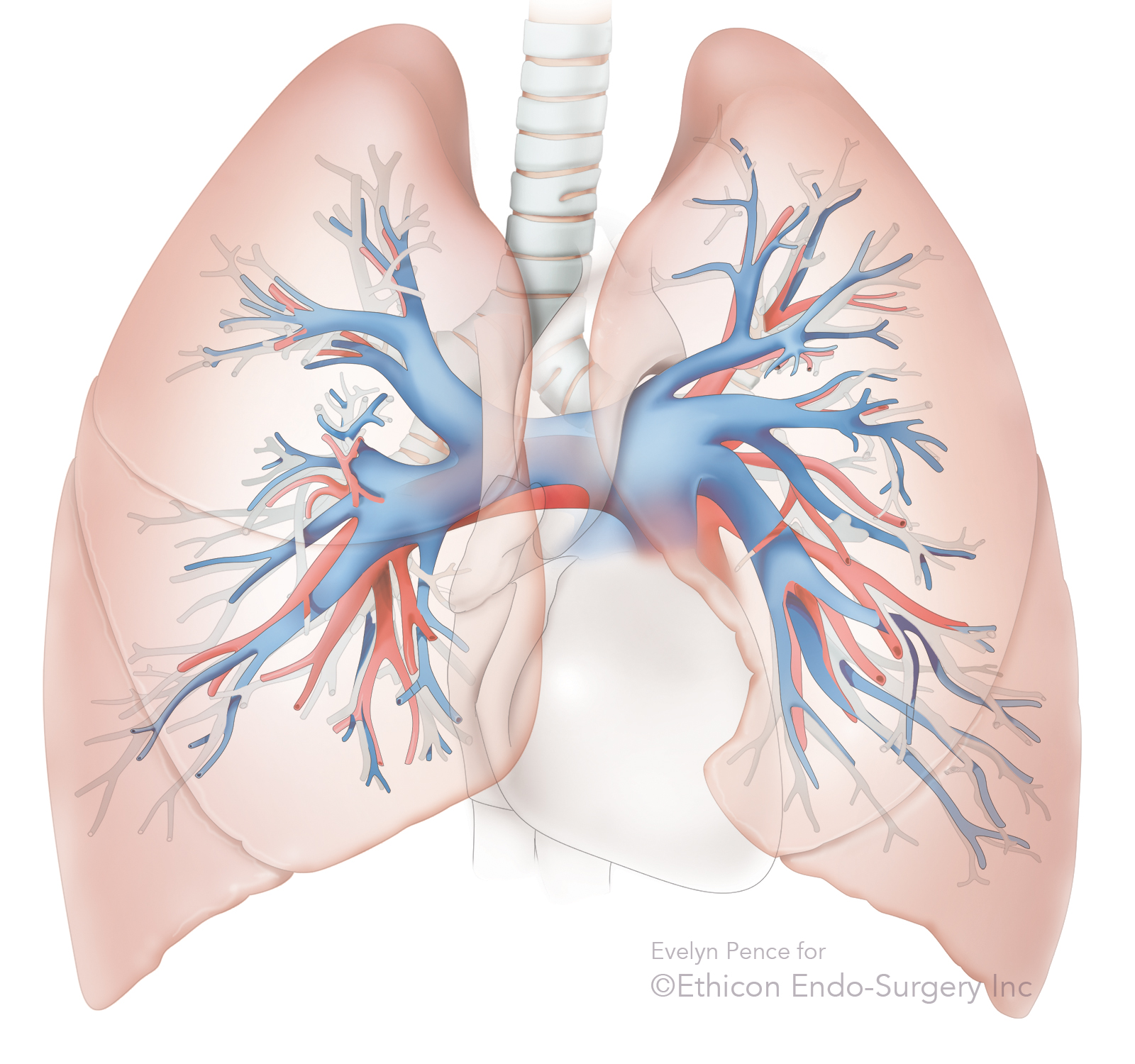 Pulmonary arteries and veins