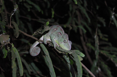 Madagascar chameleon