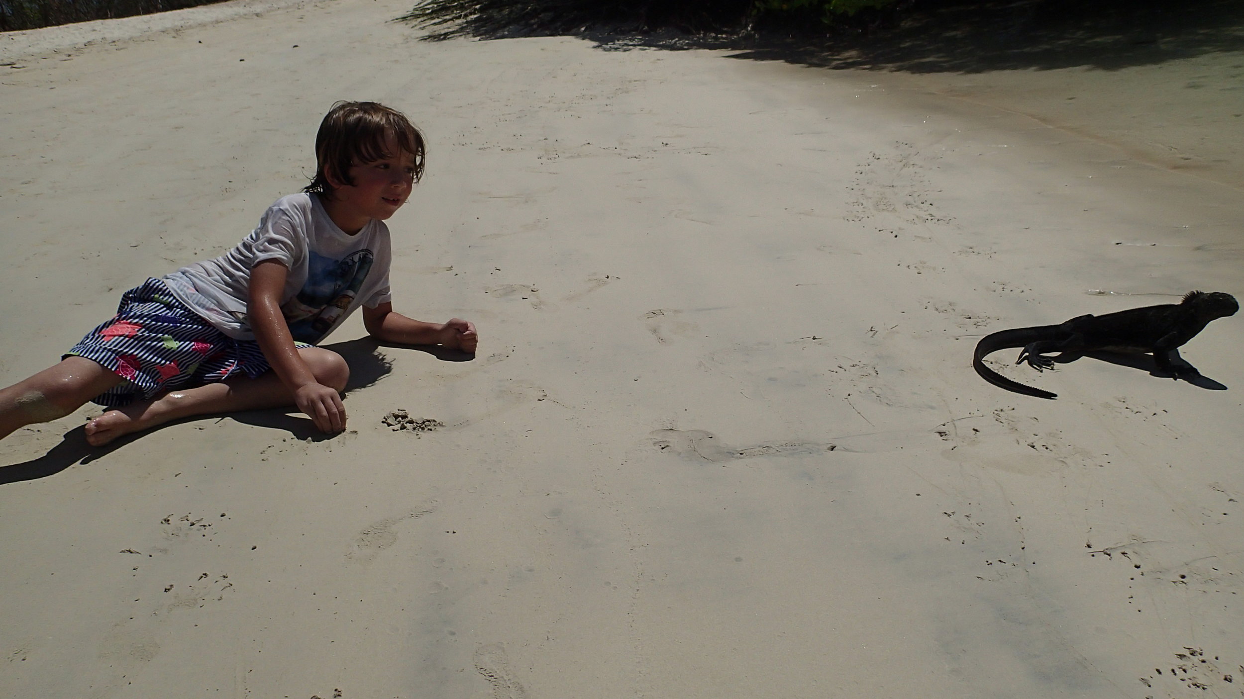 Galapagos Floreana Tropic Boy Iguana Beach PC260053.JPG