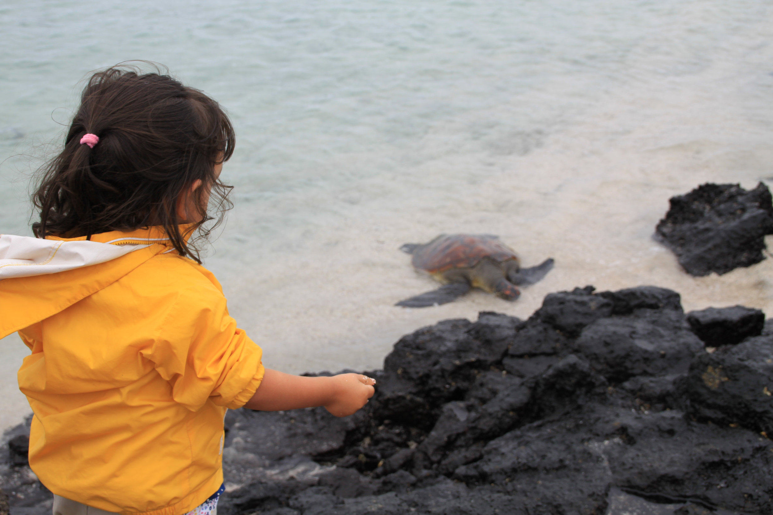 加拉帕戈斯群岛的弗洛里亚纳海龟和小女孩