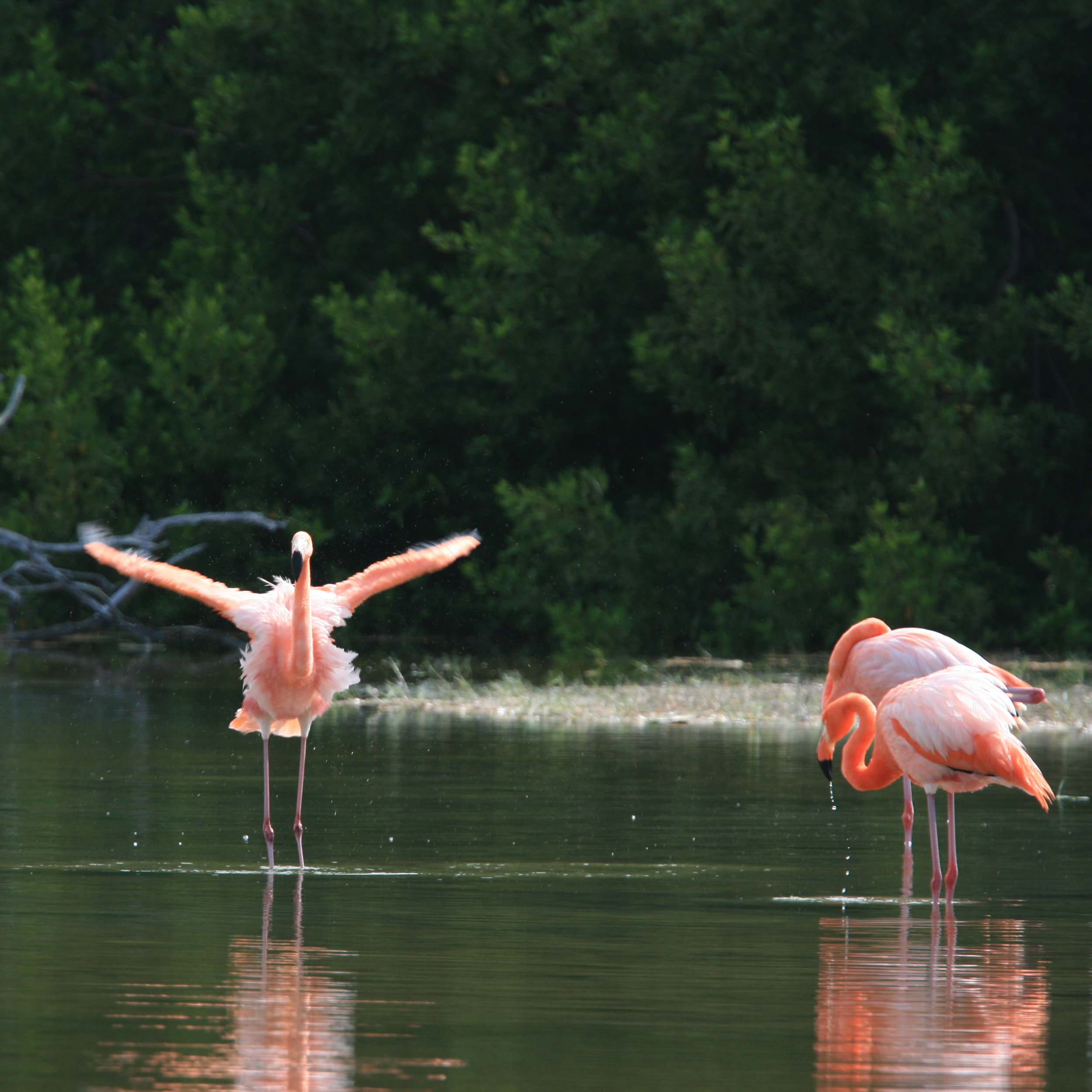 Galapagos Floreana Tropic Pink Flamingoes.jpg