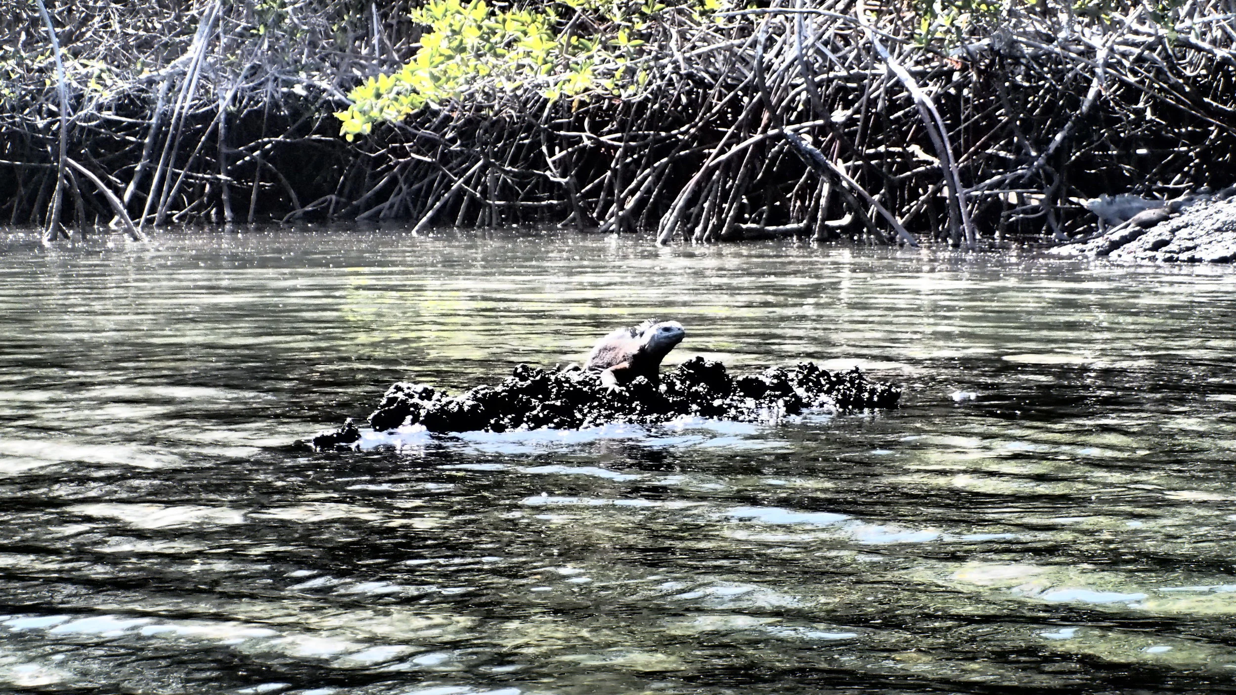 Marine iguana, Floreana Island, The galapagos