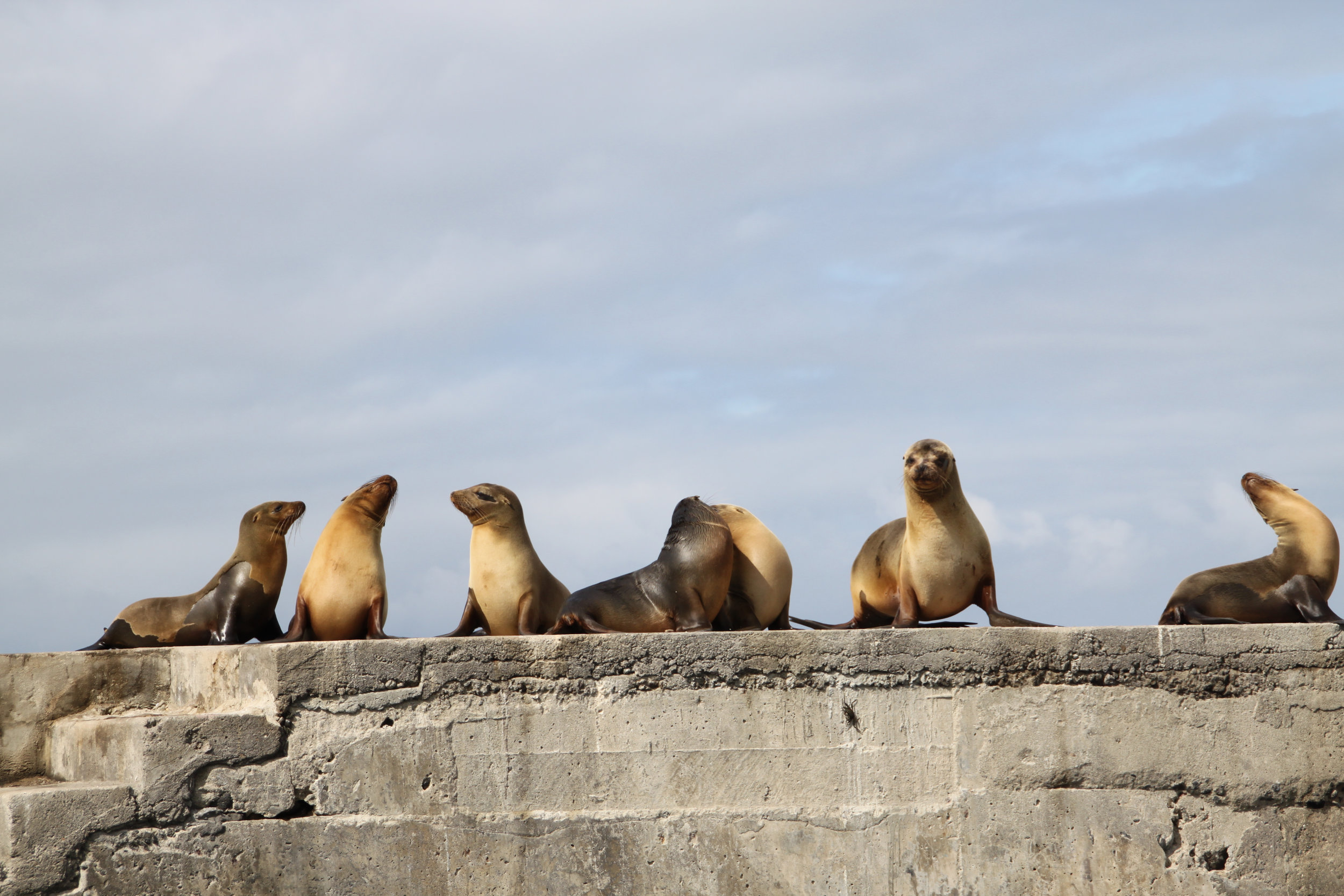 Galapagos Floreana Tropic Sea lion IMG_9247.jpg