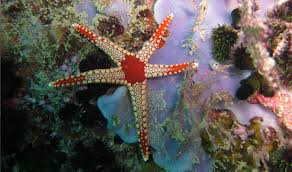 Nikoi-Island-Indonesia-starfish.jpg