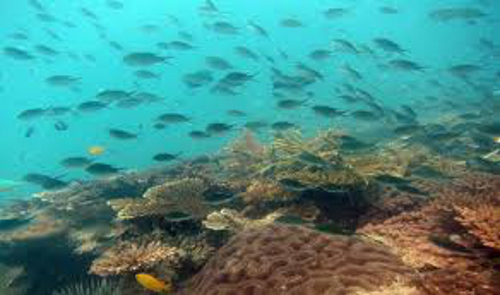 Nikoi岛的目标是建立一个海洋保护区