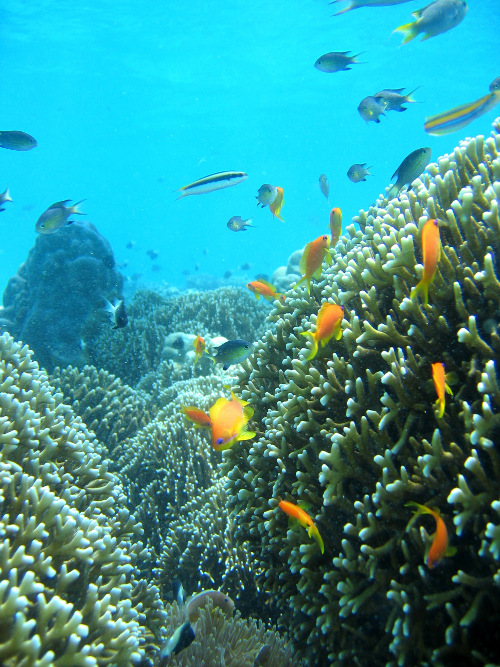 楚姆比岛珊瑚公园珊瑚礁:世界上第一个私人海洋保护区