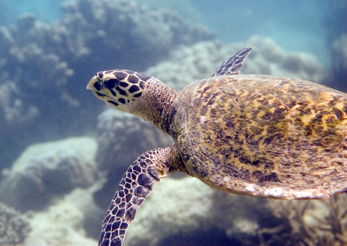 琼碧岛-坦桑尼亚hawksbill_turtle_oskar_henriksson - 500 w.jpg