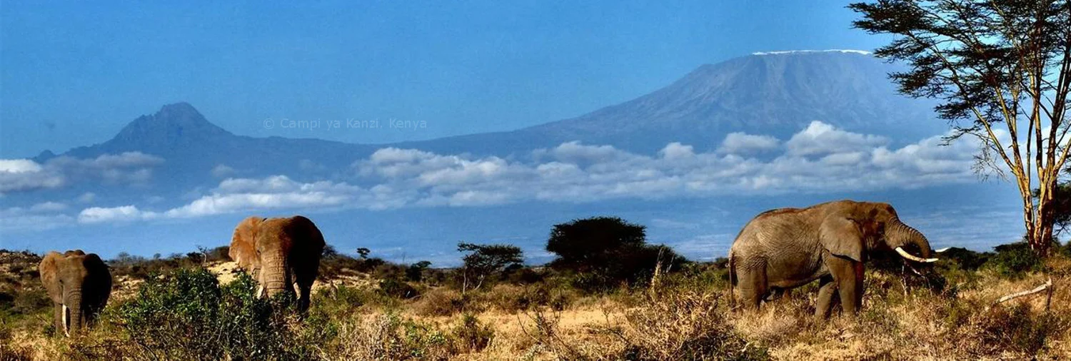 Campi-ya-Kanzi-Kenya-kili-elephants1500xWM.jpg
