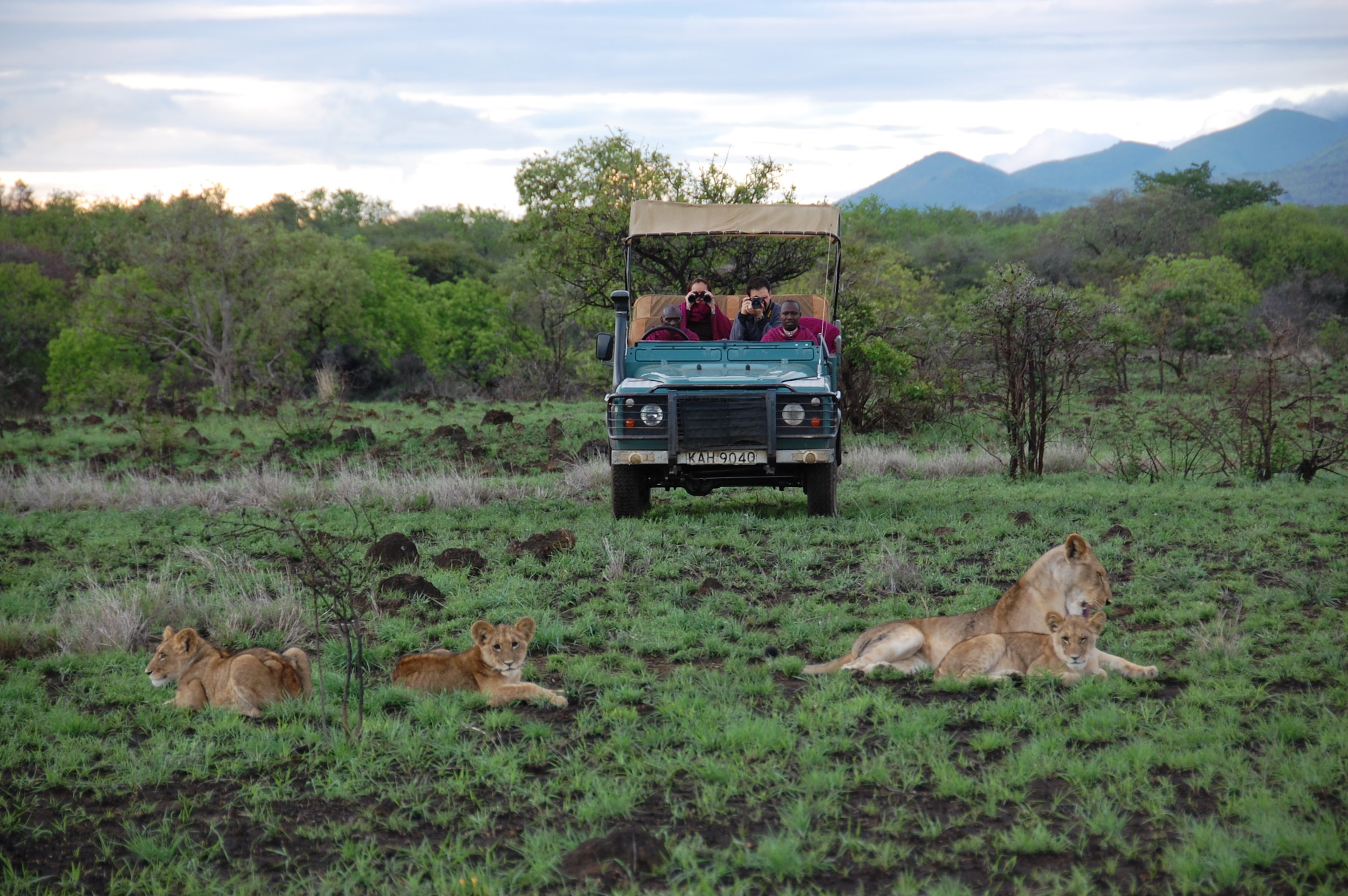 在肯尼亚坎皮亚坎齐观看狩猎之旅中的狮子”data-load=