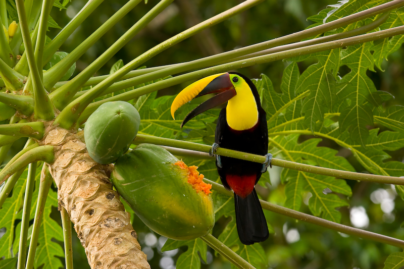 巨嘴鸟，拉帕里奥斯，哥斯达黎加”data-load=