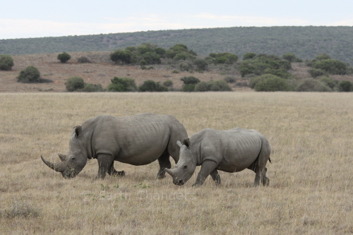 Southern White Rhino & juvenile