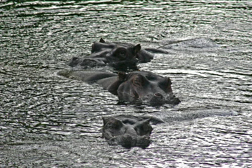 Hippopotamus