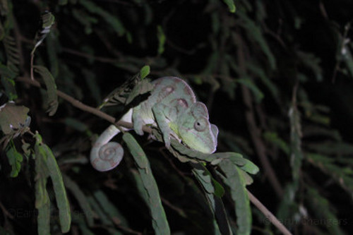 Chameleon, Madagascar