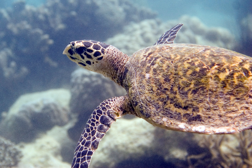 Hawksbill Turtle