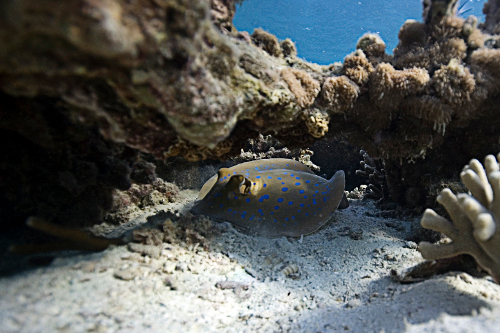 Blue Spotted Stingray