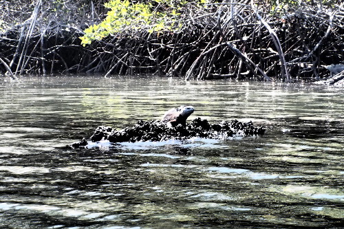 Marine Iguana