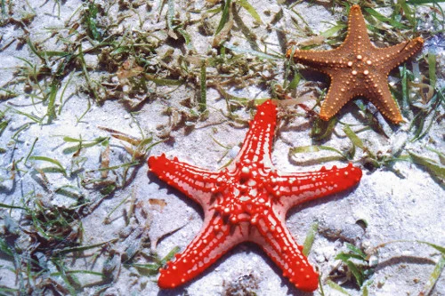 Starfish