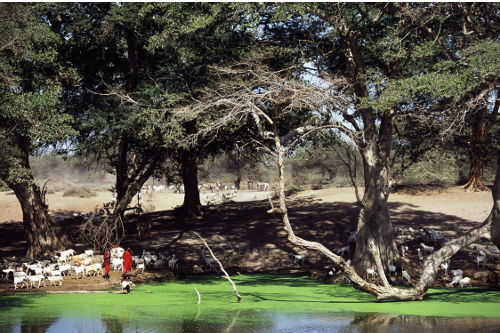 马赛牧人春天马赛荒野保护信托肯尼亚