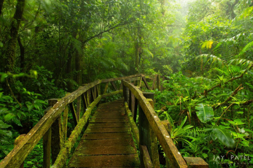 Lake Nicaragua Cloud Forest