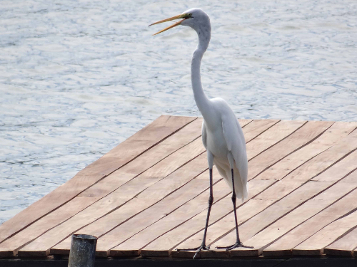 Lake Nicaragua Heron