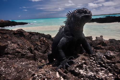 加拉帕戈斯群岛-热带海洋鬣蜥- garrapatero海滩- 500 x333.jpg