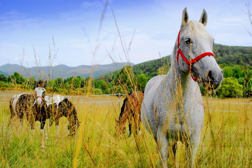 Linden Tree Retreat Ranch horses