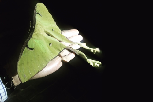 Actias Maenas