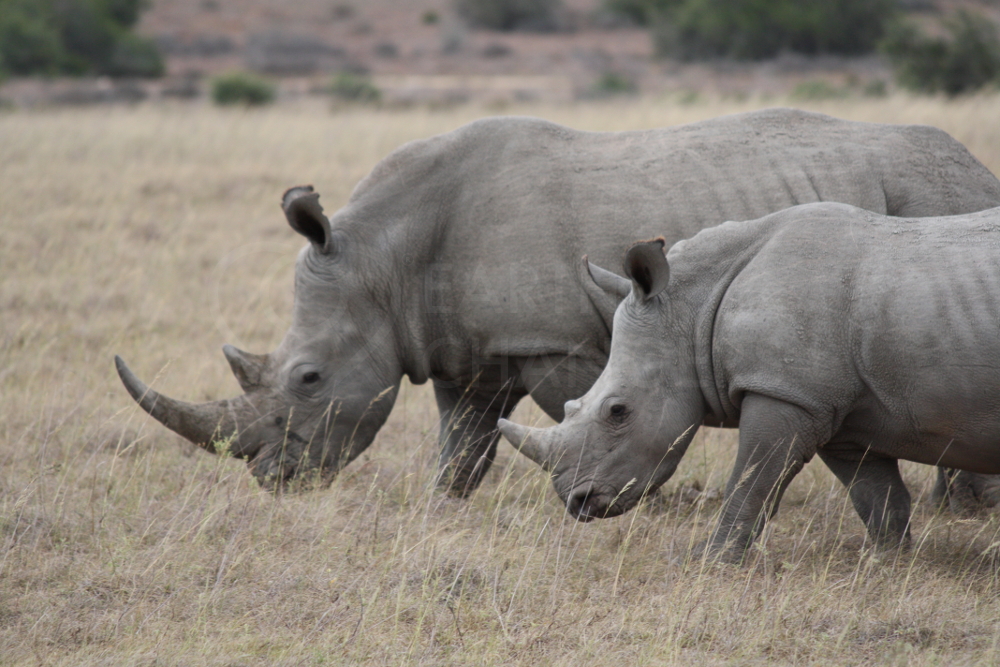 Earth Changers Blog | Rhino conservation to Save the Rhino — Earth Changers