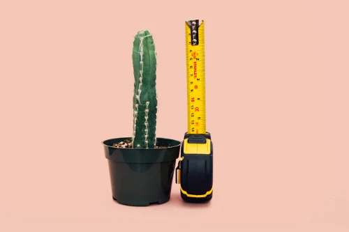 charles-deluvio-695752-cactus-measure-unsplash-500x333.jpg