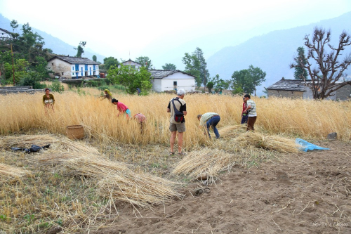 India Village Ways - Farming in Binsar