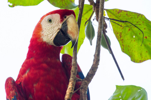  Scarlet Macaws  streak across the rainforest canopy 