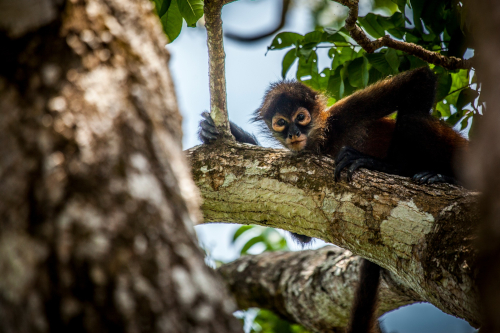 Lapa-Rios-Costa-Rica-Spider-Monkey-13042013-_MG_1781-500x333.jpg