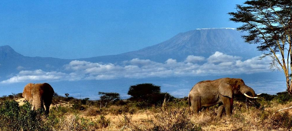 肯尼亚坎皮亚坎齐，乞力马扎罗山脚下的大象