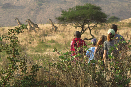  Join a Maasai tracker in his native land for safari on foot  