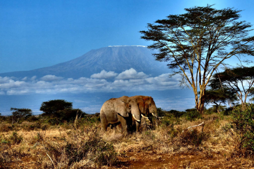  Elephants in front of Mount Kilimanjaro 