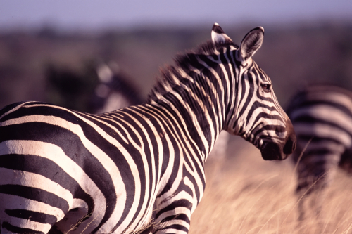  Zebra 