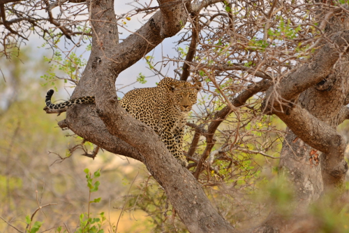 Leopard
