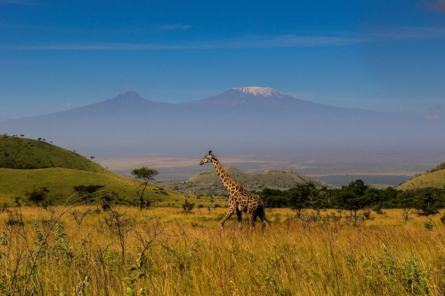  Giraffe in front of Mount Kilimanjaro 